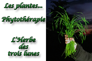 herbe d'orge